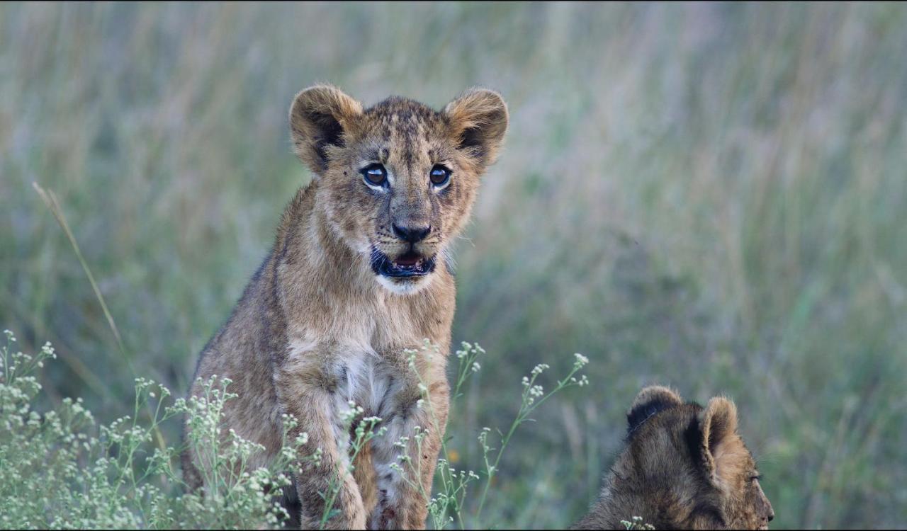 Ololo Safari Lodge Nairobi Ngoại thất bức ảnh