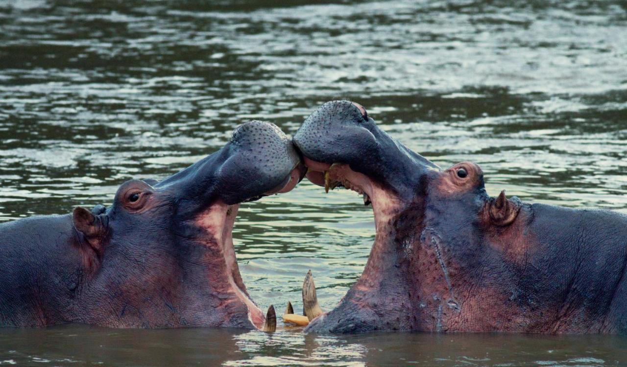Ololo Safari Lodge Nairobi Ngoại thất bức ảnh